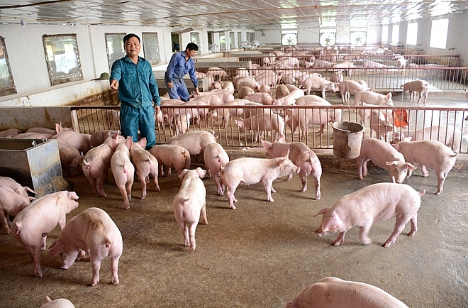 Giá heo hơi hôm nay 4/11: Bất ngờ giảm tại nhiều tỉnh thành