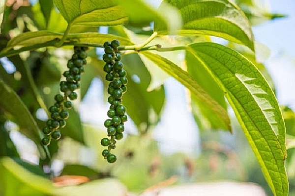 Giá tiêu hôm nay 31/10: Cao nhất 55.000 đồng/kg ở Bà Rịa - Vũng Tàu