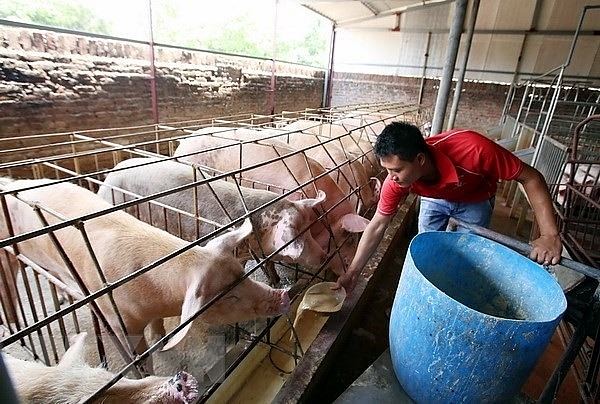 Giá heo hơi hôm nay 25/11: Tiếp tục tăng đưa mức giá trung bình ở cả nước tăng theo
