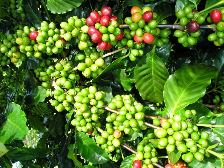 Giá cà phê hôm nay 4/11: Tiếp tục giảm mạnh