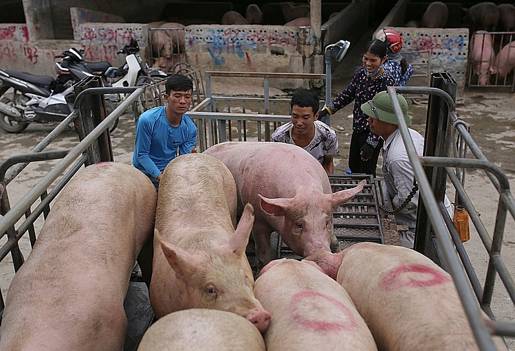 Giá heo hơi hôm nay 2/12: Giá gần như không thay đổi so với hôm qua