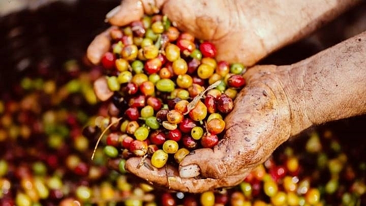 Giá cà phê cập nhật hôm nay ngày 11/12: Thị trường thế giới biến động, tăng giảm thất thường