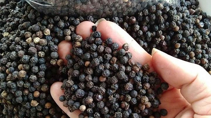 Giá tiêu 15/12: Tiếp tục chững lại