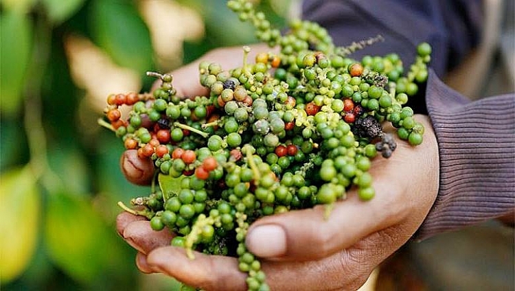 Giá tiêu hôm nay ngày 16/12: Thị trường trong nước tụt giảm