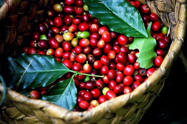 Giá cà phê hôm nay ngày 16/12: Thị trường thế giới đồng loạt tăng
