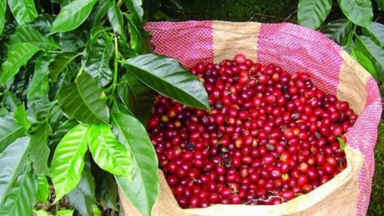 Giá cà phê hôm nay ngày 20/12: Cà phê Robusta tăng giá