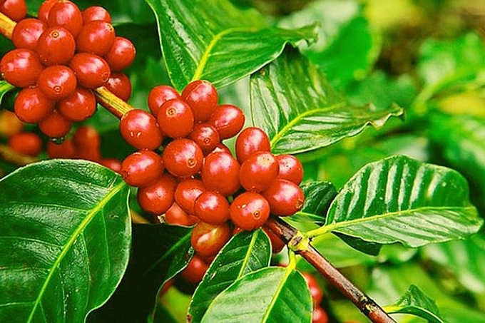 Giá cà phê hôm nay ngày 29/12: Thị trường thế giới đồng loạt giảm