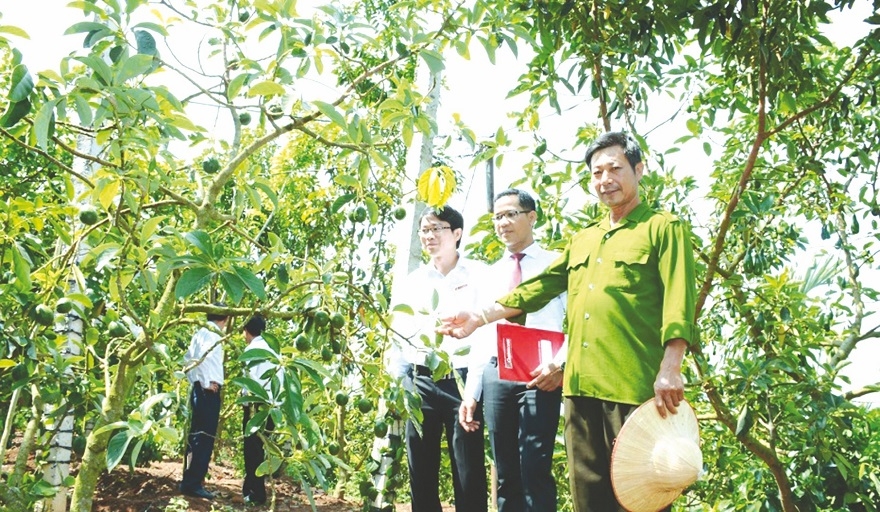 Tín dụng “tam nông” ở Đăk Lăk phát huy hiệu quả