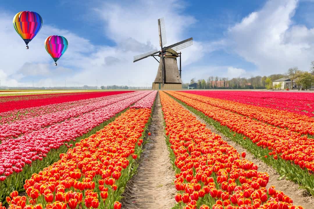 Mãn nhãn với những cánh đồng hoa đẹp ngất ngây trên thế giới