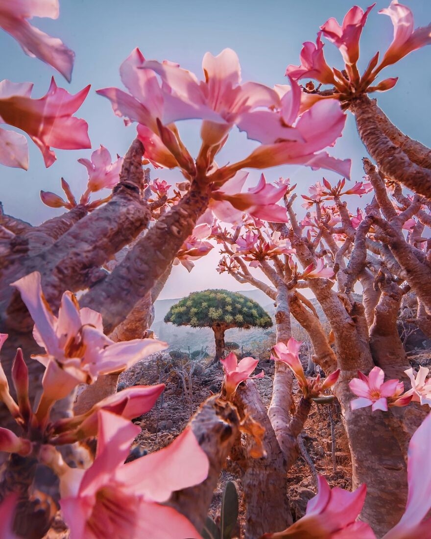 Khám phá “hòn đảo ngoài hành tinh” Socotra