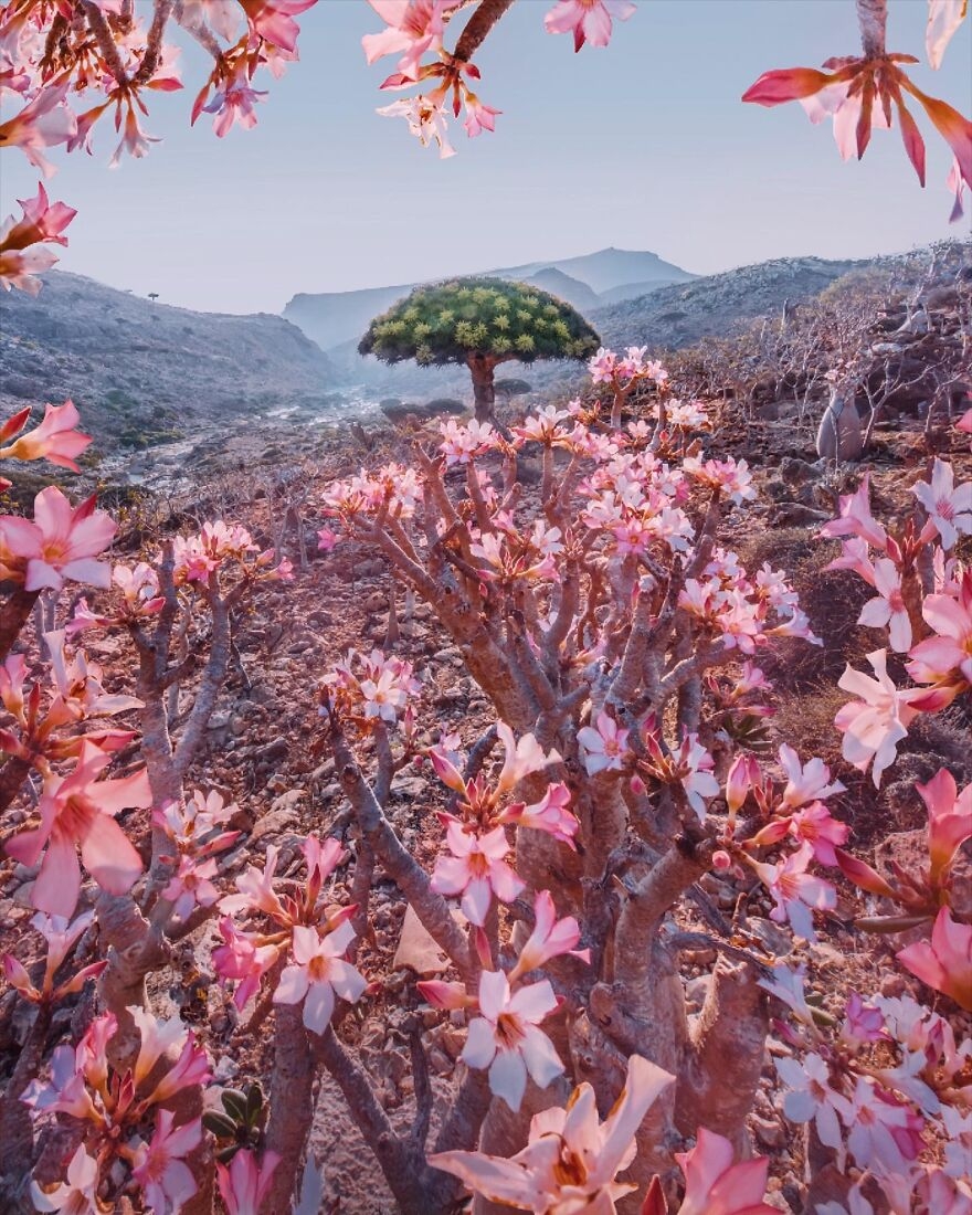 Khám phá “hòn đảo ngoài hành tinh” Socotra