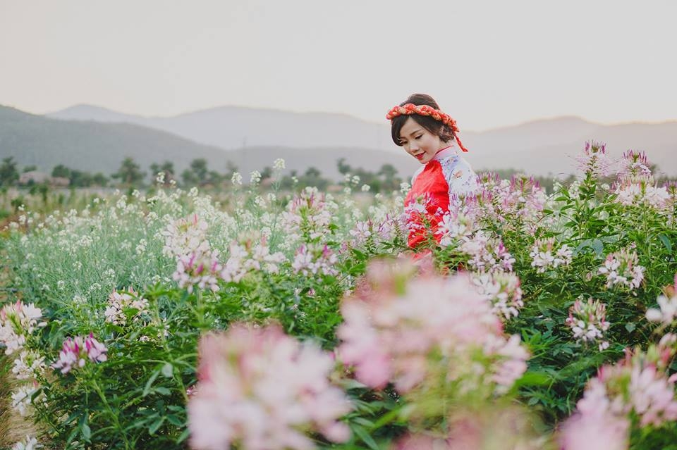Thiên đường hoa tam giác mạch ở Quảng Ninh Thiên đường hoa tam giác mạch ở Quảng Ninh