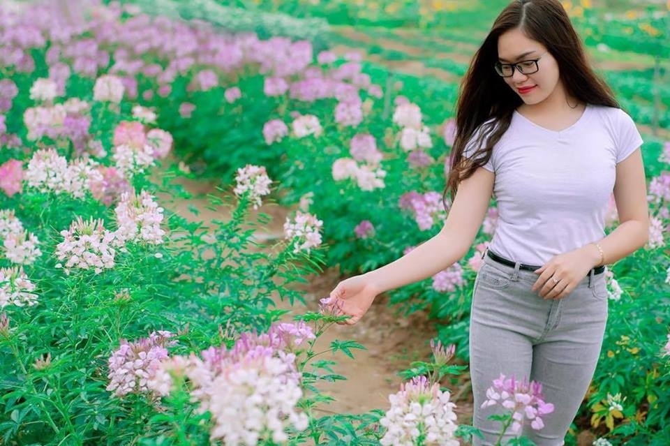 Thiên đường hoa tam giác mạch ở Quảng Ninh Thiên đường hoa tam giác mạch ở Quảng Ninh
