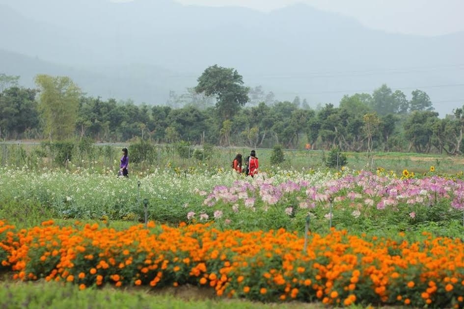 Thiên đường hoa tam giác mạch ở Quảng Ninh Thiên đường hoa tam giác mạch ở Quảng Ninh