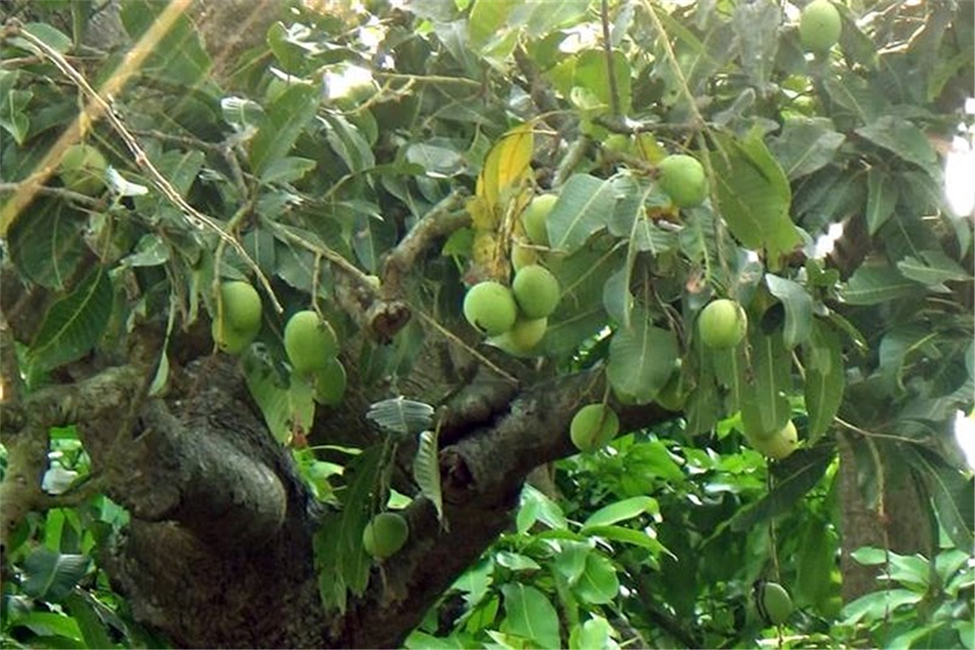 Bạc Liêu: