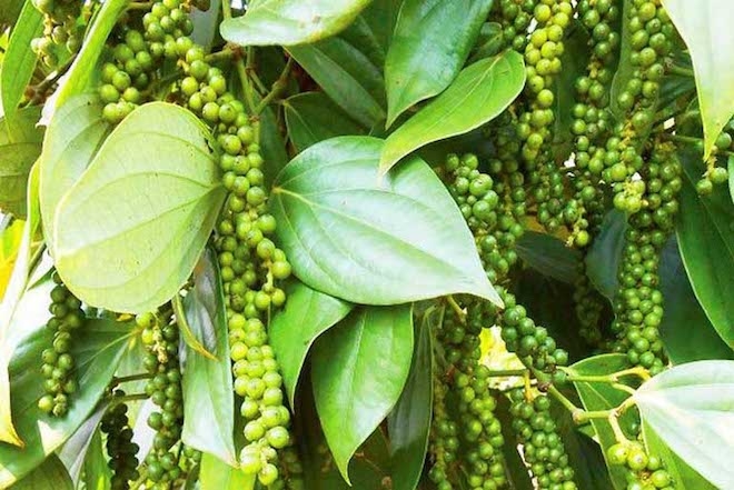Giá tiêu hôm nay 29/4: Một số địa phương tăng nhẹ