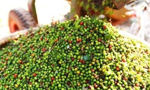 Giá tiêu hôm nay 24/6: Giao dịch trong khoảng 70.500 - 73.500 đồng/kg