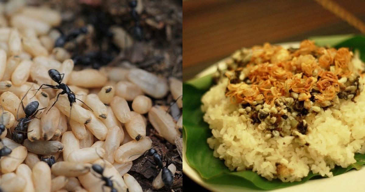 Thơm bùi xôi trứng kiến Thơm bùi xôi trứng kiến