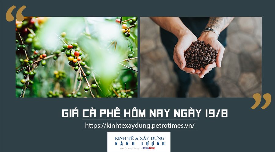 Giá cà phê hôm nay ngày 19/8: Cà phê trong nước giảm nhẹ 100 đồng/kg Giá cà phê hôm nay ngày 19/8: Trong nước tăng, cao nhất 38.200 đồng/kg