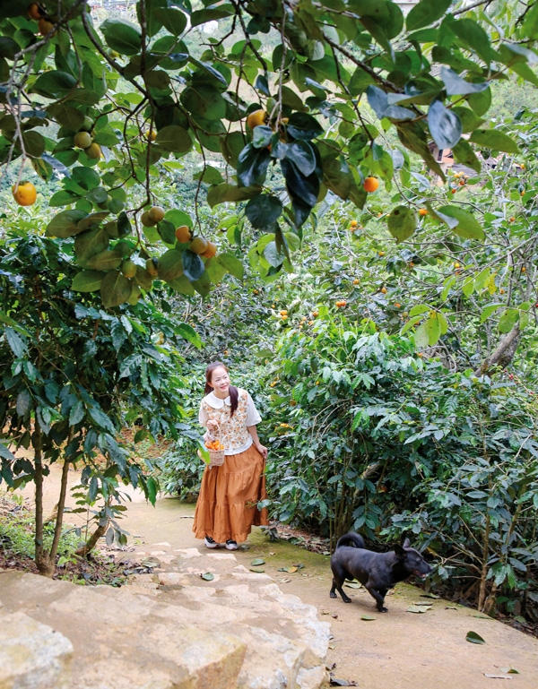 Trời thu dạo bước vườn hồng...