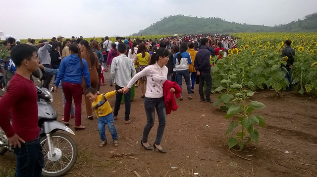 Nghệ An: Hàng vạn du khách đổ về cánh đồng hoa dịp Tết dương lịch nghe an hang van du khach do ve canh dong hoa dip tet duong lich