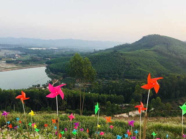 Nghệ An: Hàng vạn du khách đổ về cánh đồng hoa dịp Tết dương lịch nghe an hang van du khach do ve canh dong hoa dip tet duong lich