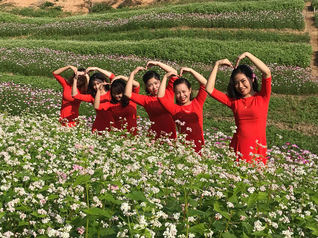 Nghệ An: Hàng vạn du khách đổ về cánh đồng hoa dịp Tết dương lịch nghe an hang van du khach do ve canh dong hoa dip tet duong lich