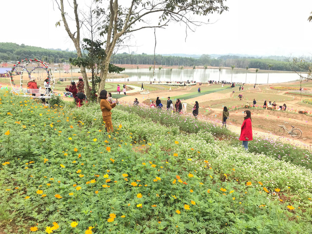 Nghệ An: Hàng vạn du khách đổ về cánh đồng hoa dịp Tết dương lịch nghe an hang van du khach do ve canh dong hoa dip tet duong lich