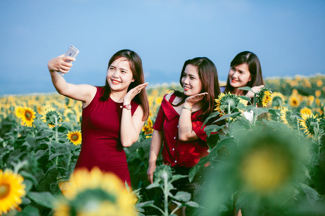 Nghệ An: Hàng vạn du khách đổ về cánh đồng hoa dịp Tết dương lịch nghe an hang van du khach do ve canh dong hoa dip tet duong lich