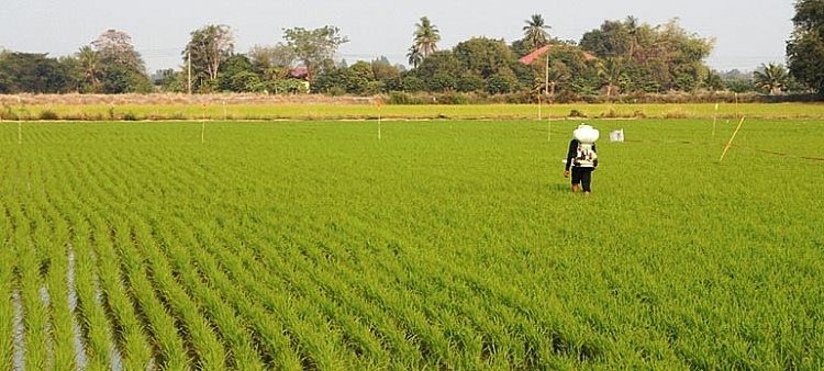 Thị trường phân bón Thái Lan tăng trưởng kép trong giai đoạn 2021-2026