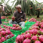 kiem soat thuong mai va dich benh giua viet nam va trung quoc