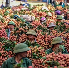 vi sao gia vai thieu vao thi truong singapore cao
