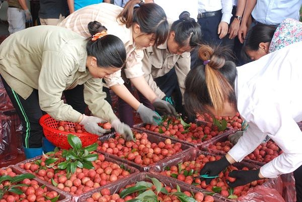 xuat-khau-rau-qua-sang-trung-quoc-giam-gan-45